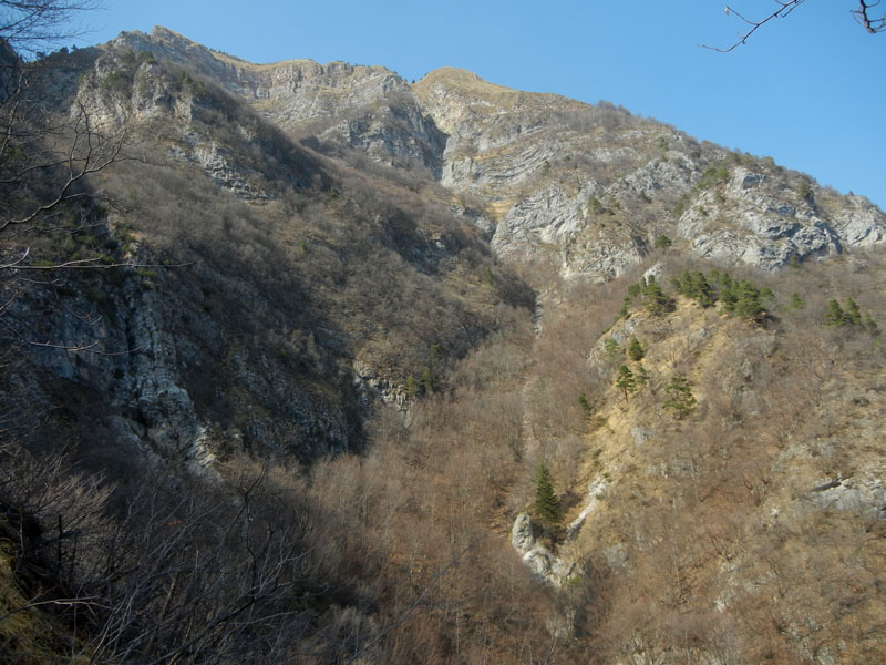 Rupicapra rupicapra.....dal Trentino Alto Adige